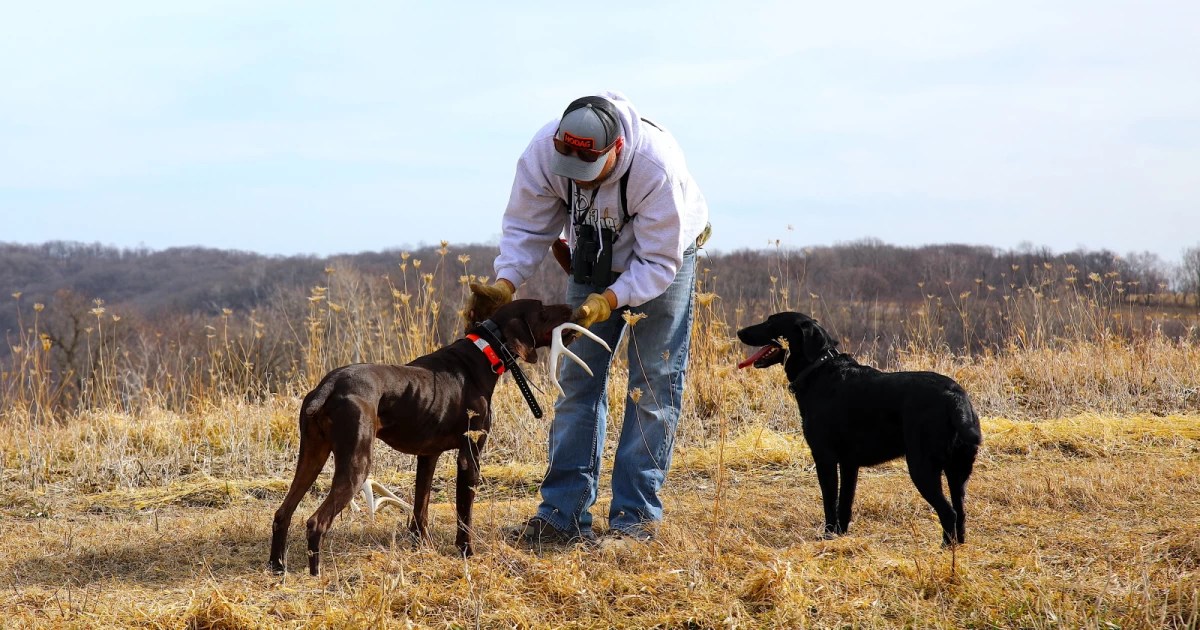 Shed Dog Training Content DogBone Hunter