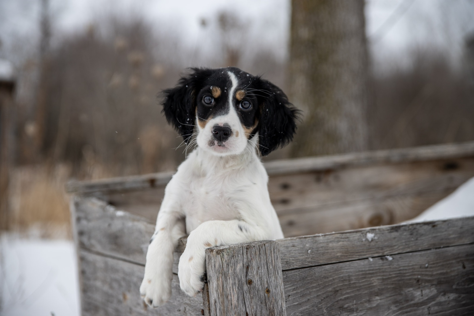 How Do I Pick The Right Puppy