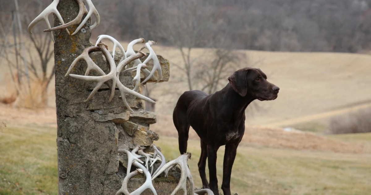 Shed Hunting Dogs Why & How to Train Your Own DogBone Hunter