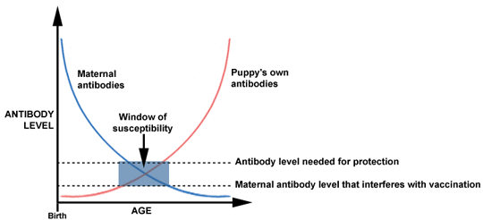 New Year, New Pet, What's Next? [Part Two] Give A Dog A Bone