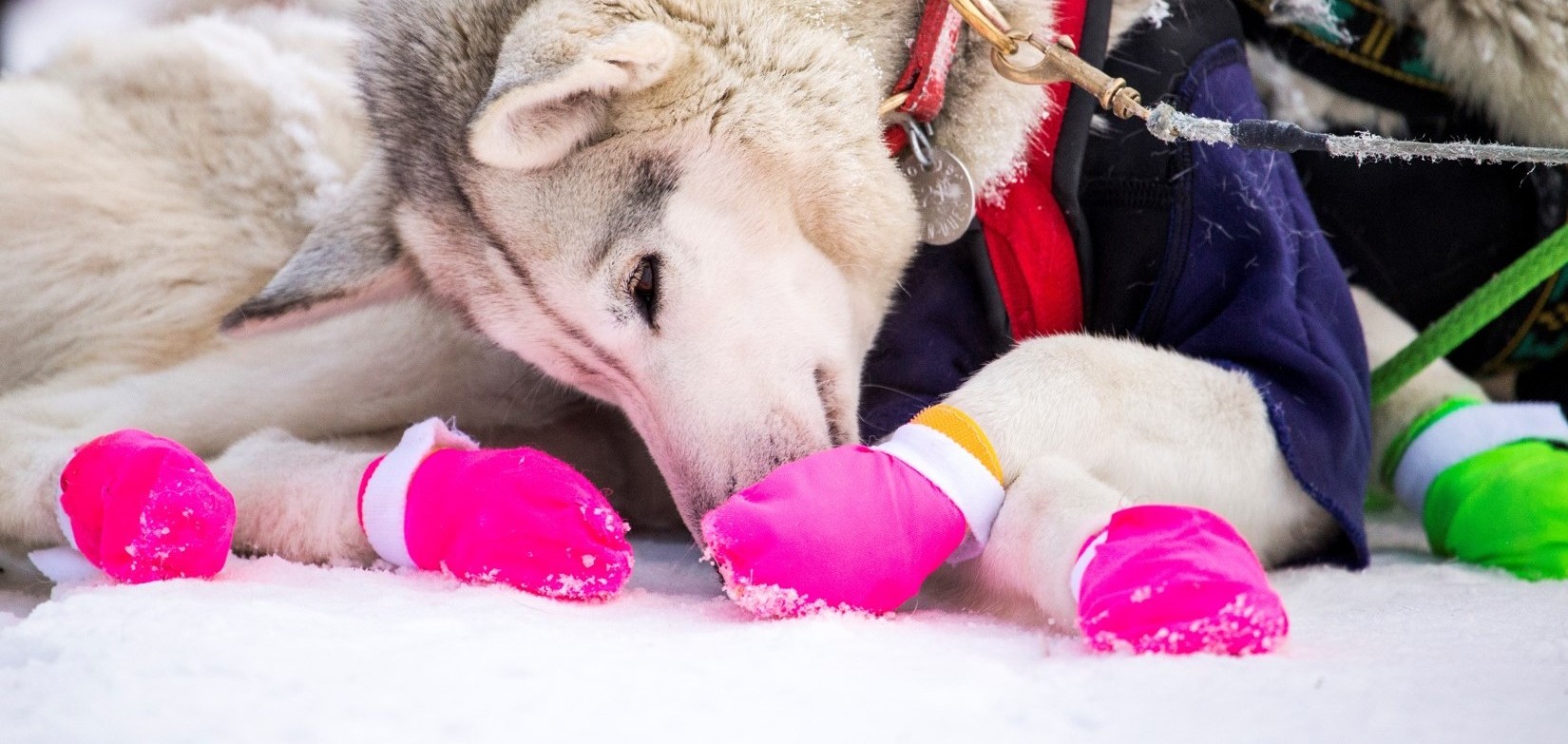 Sizing Info Dog Booties
