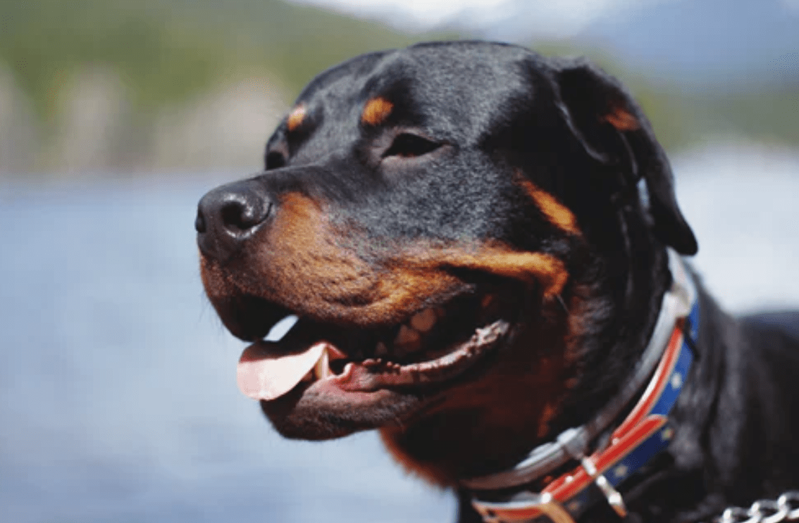 Top 10 Best Dog Food for Rottweiler » Dog Breed Advice