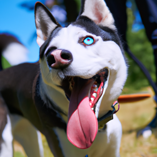 Piebald Husky The Stunning Pattern of the Siberian Husky World