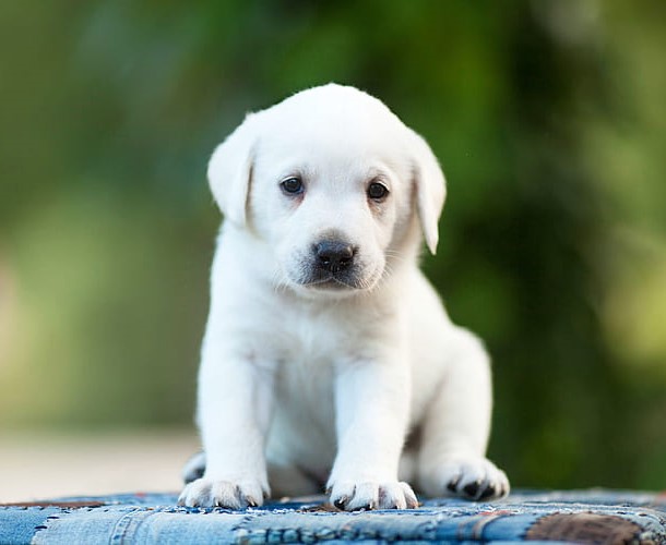 Labrador Retriever Puppies Price In Pune Labrador Retriever Puppies