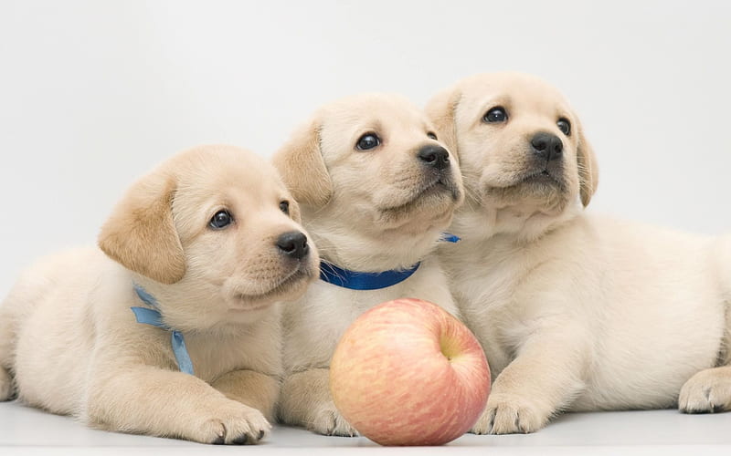 Labrador Retriever Puppies Price In Pune Labrador Retriever Puppies