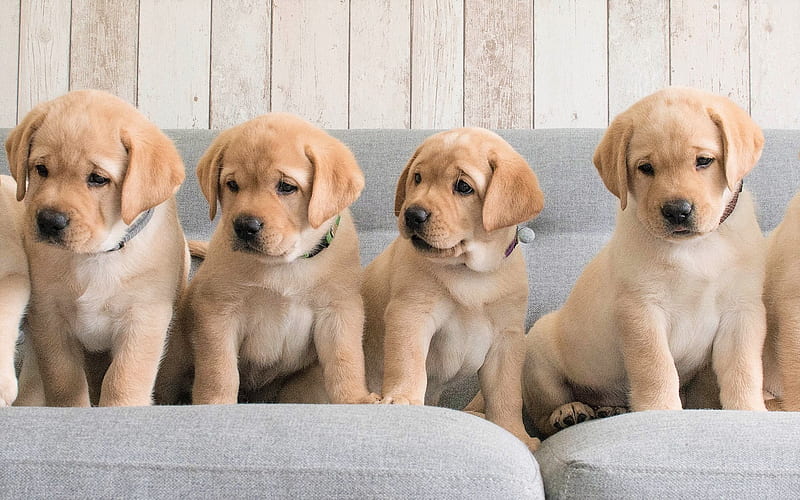 Labrador Retriever Puppies Price In Pune Labrador Retriever Puppies