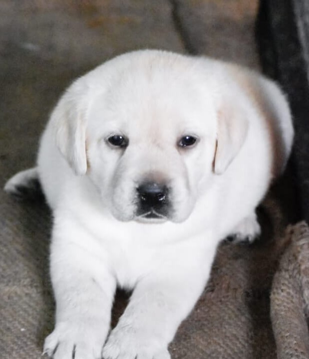 Dog Breeders in Pune Puppies for sale in Pune dog for sale in Pune