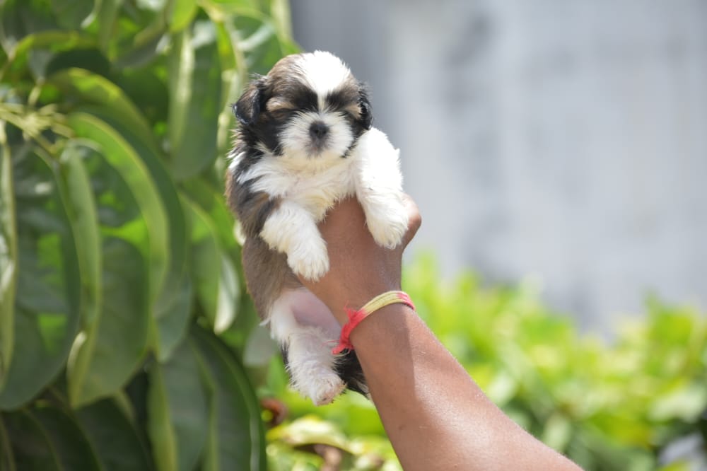 Shih Tzu Puppies Price In Pune Shih Tzu Puppies for sale In Pune