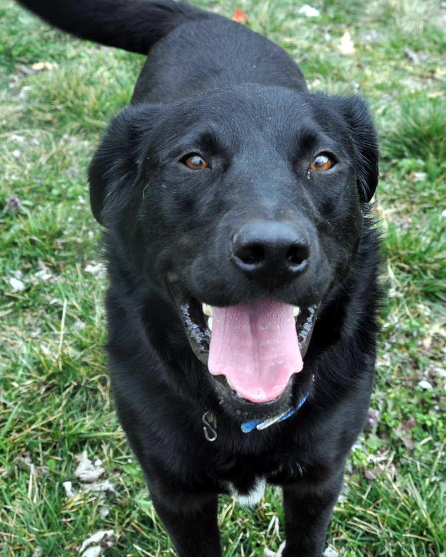 List 32+ Pictures black lab and border collie mix puppy Updated