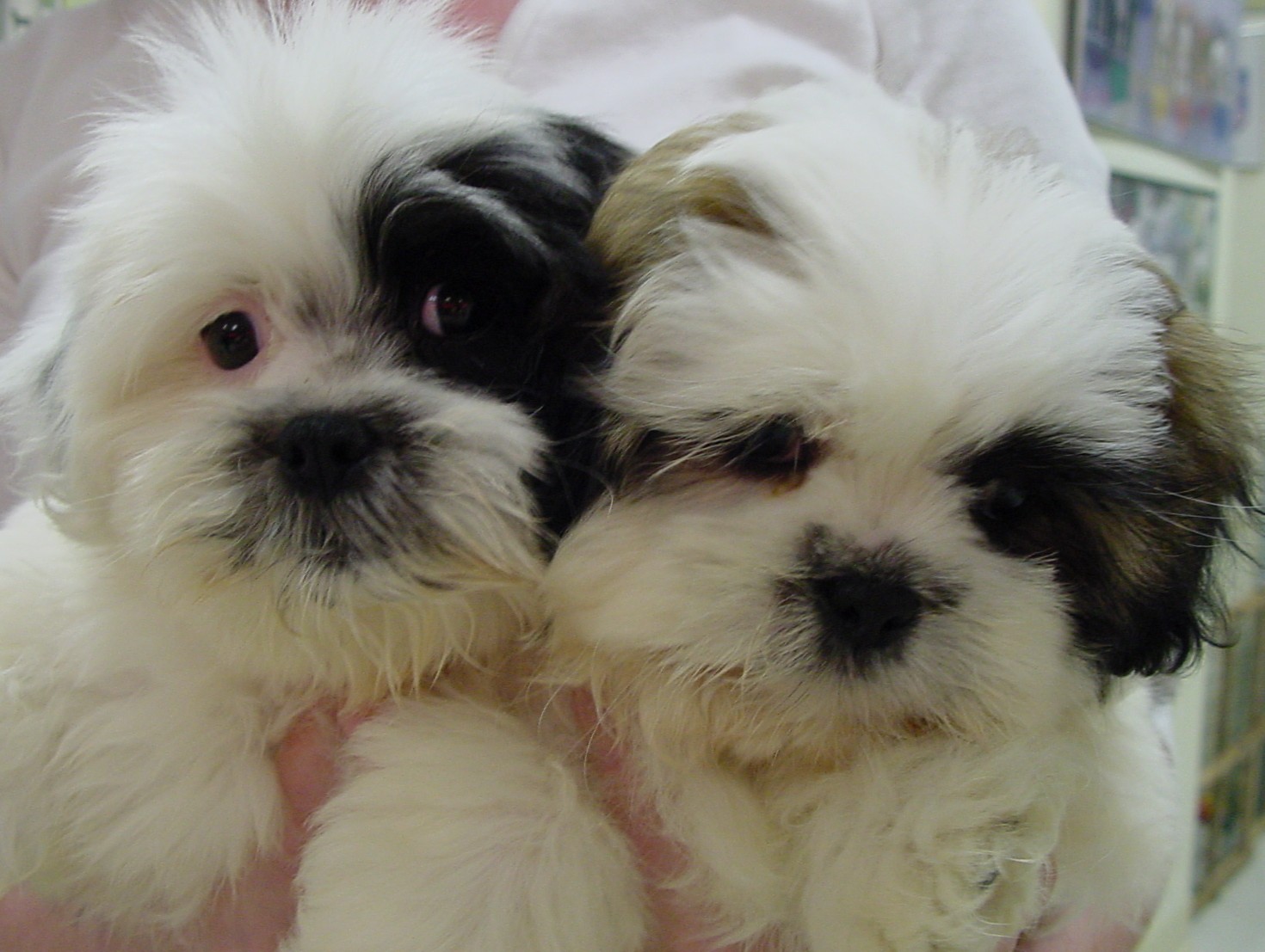 Malti Shih Tzu Puppies Picture
