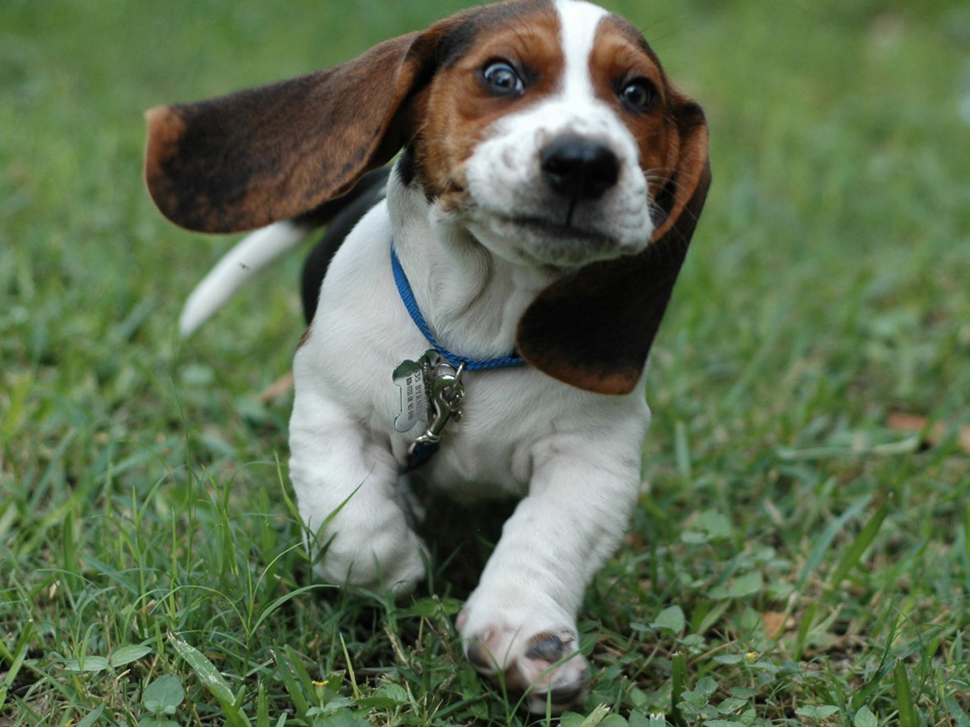 beagle Dog Breeders Guide