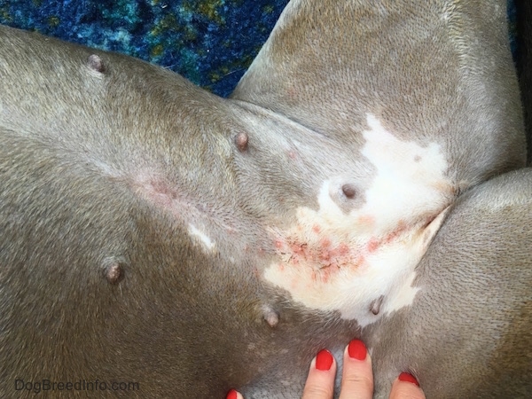 Fiberglass Poisoning in Dogs