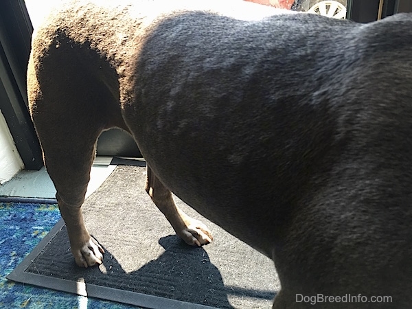 Fiberglass Poisoning in Dogs