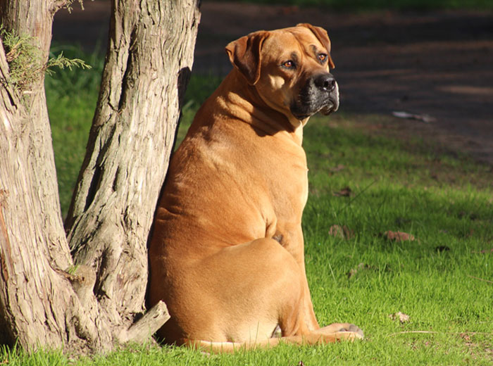 Dog Price List in India 2019 Find Your BudgetFriendly Dog