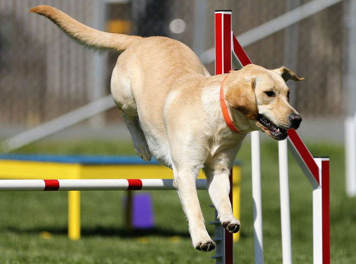 Dog Price List in India 2020 Find Your BudgetFriendly Dog