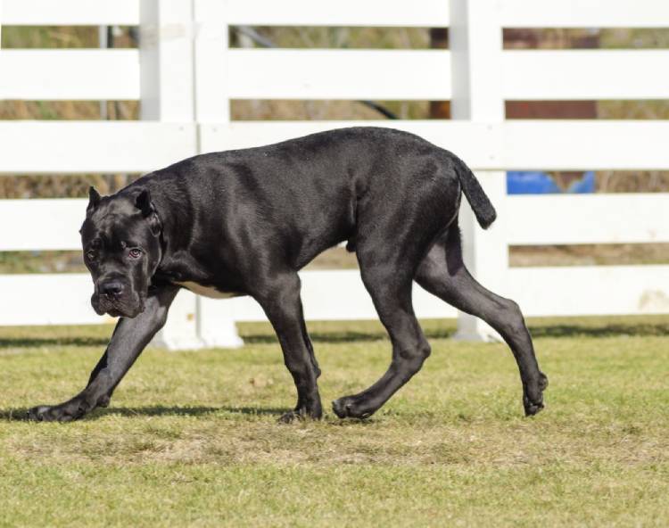Cane Corso Price in India Appearance and Temperament