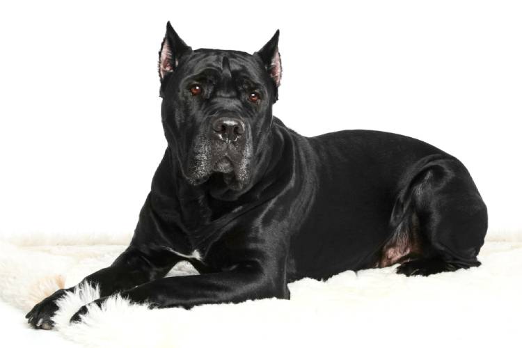 Cane Corso Price in India Appearance and Temperament