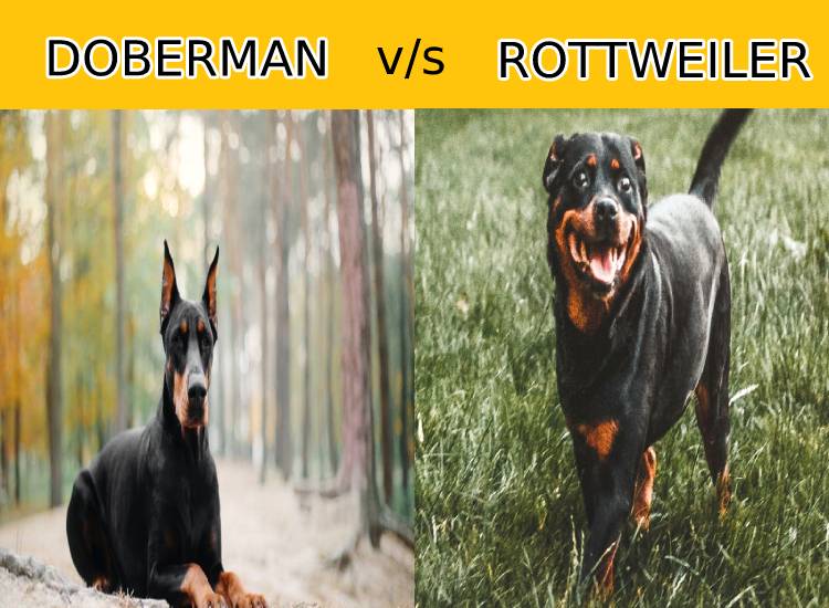 Doberman Vs Rottweiler Fight