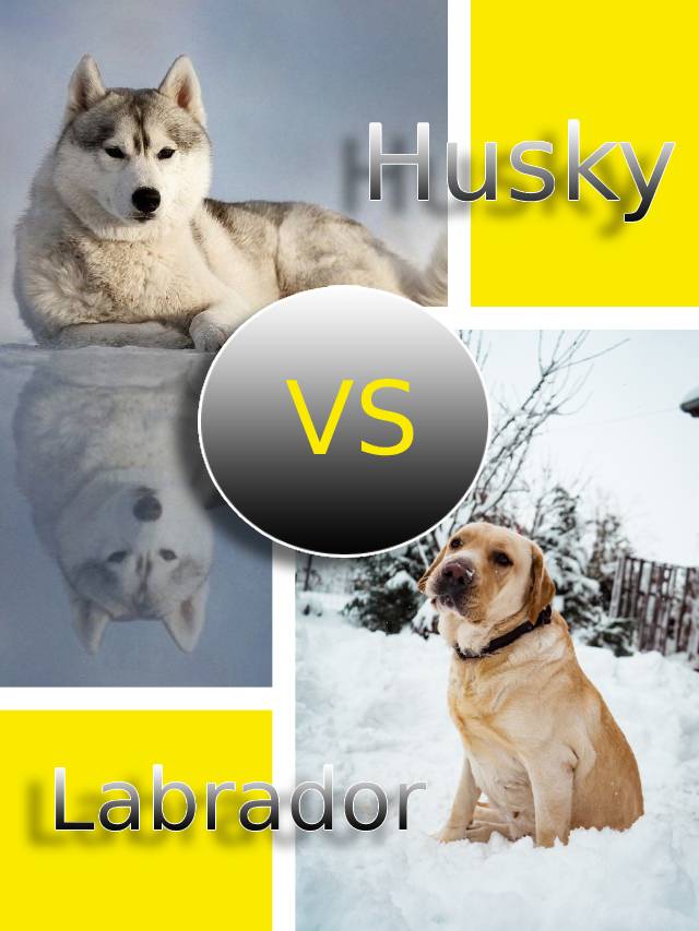 Are Huskies Banned In India