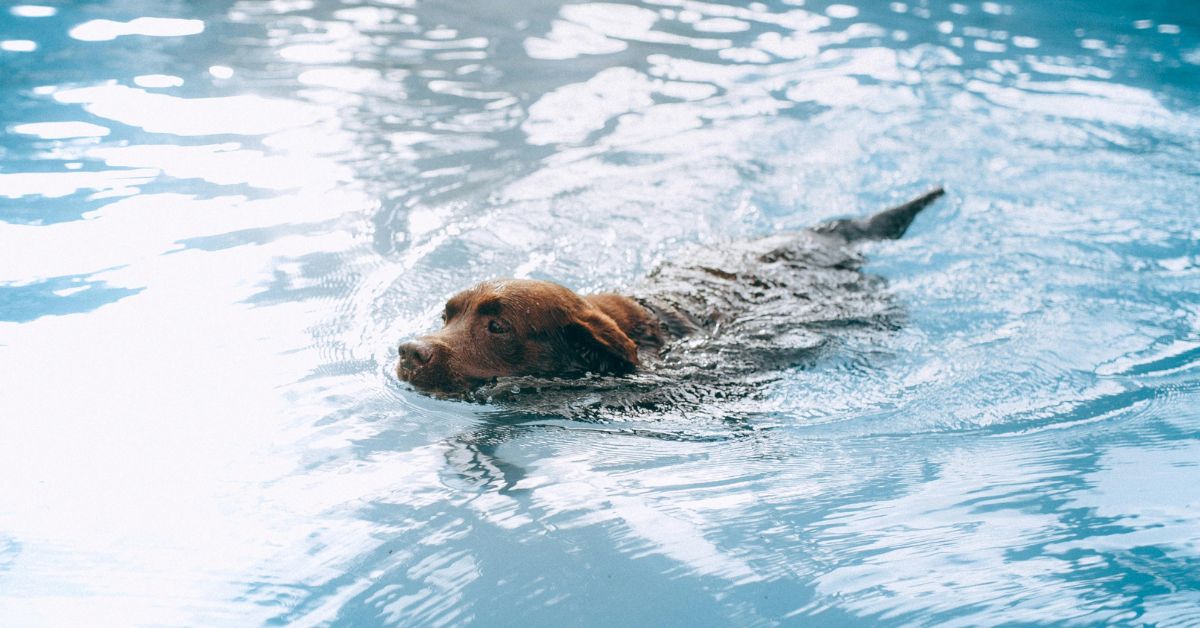 10 Things Every Dog Owner Should Know About Pool Water Dog Breed Pro