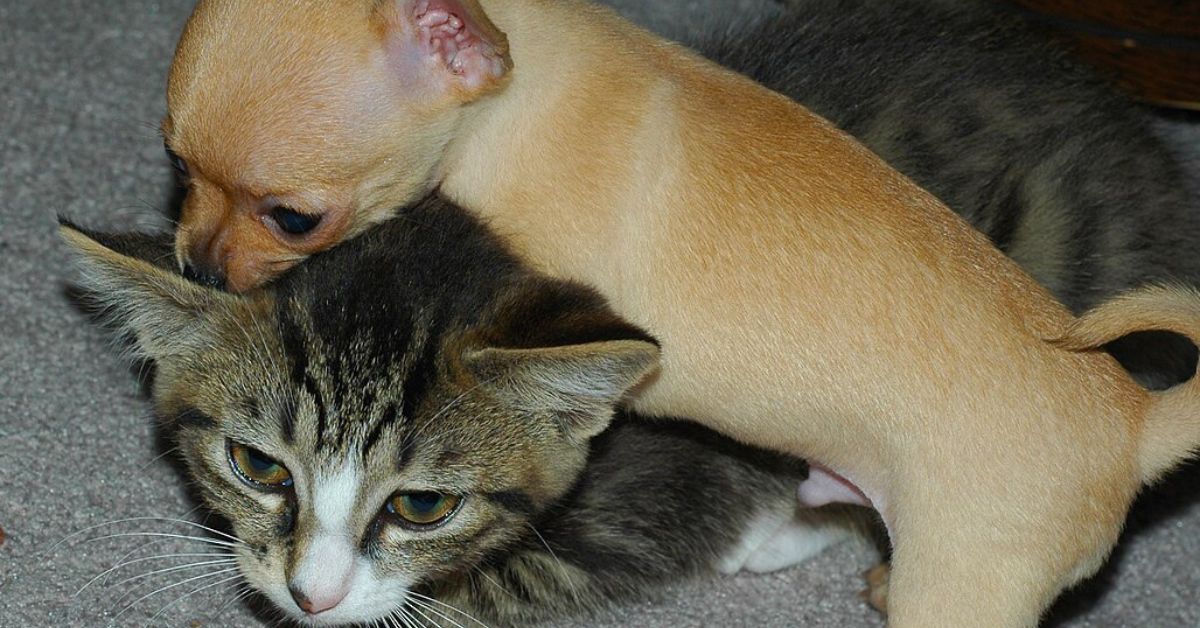 Debunking Myths About Cats and Dogs Mating Dog Breed Pro