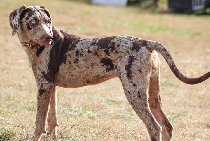 10 Facts About The Catahoula Leopard Dog - Dog Breed Pro