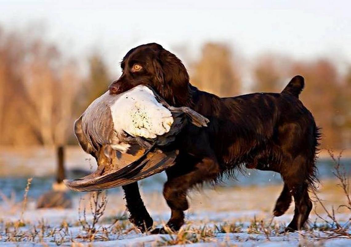 Boykin Spaniel Information, Photos, Characteristics, Names