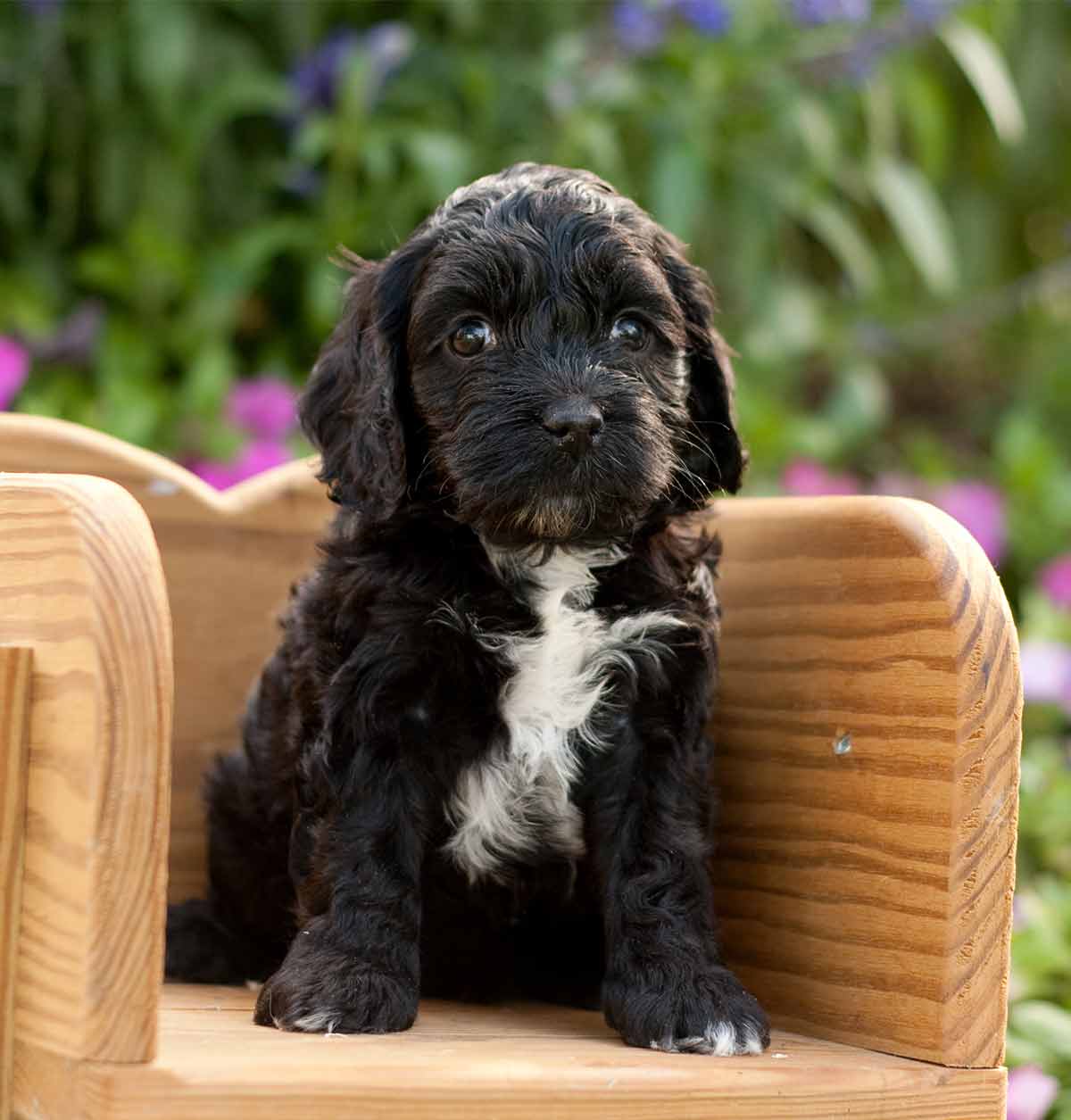 Cockapoo Temperament, Lifespan, Shedding, Puppy