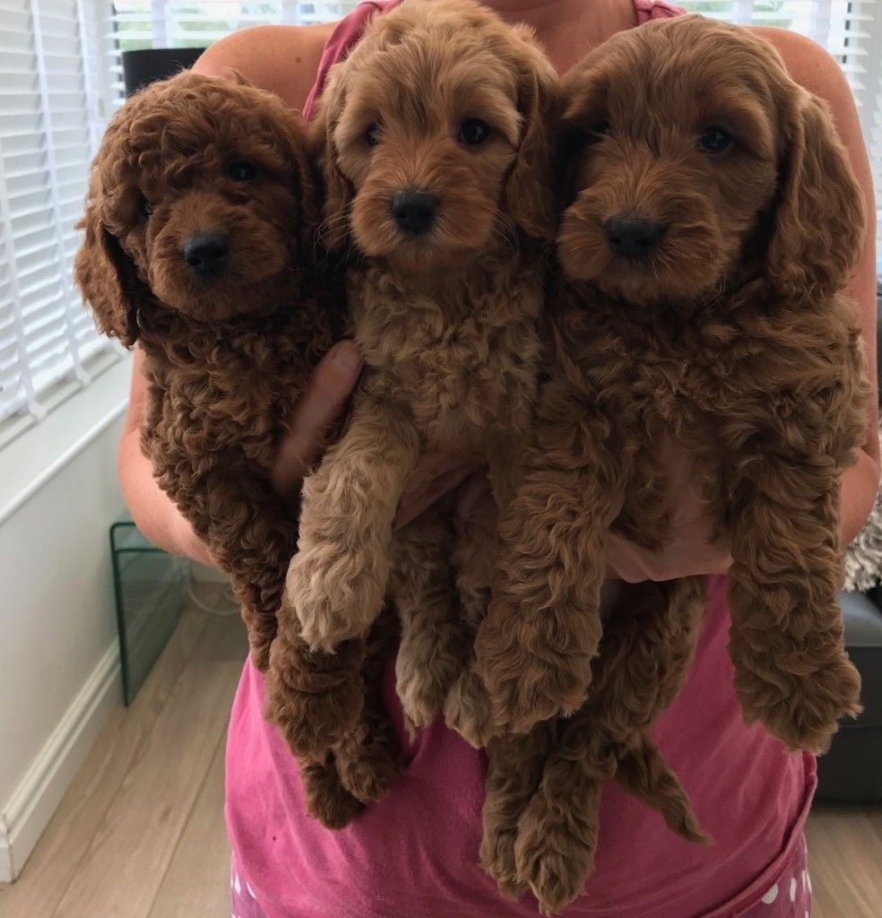 Cockapoo Temperament, Lifespan, Shedding, Puppy