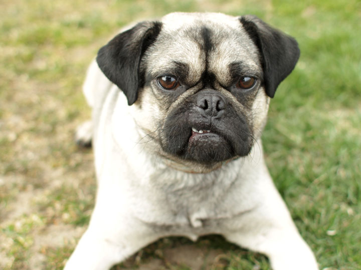 Hug Dog Breed (Husky Pug Mix) Info, Facts, Training