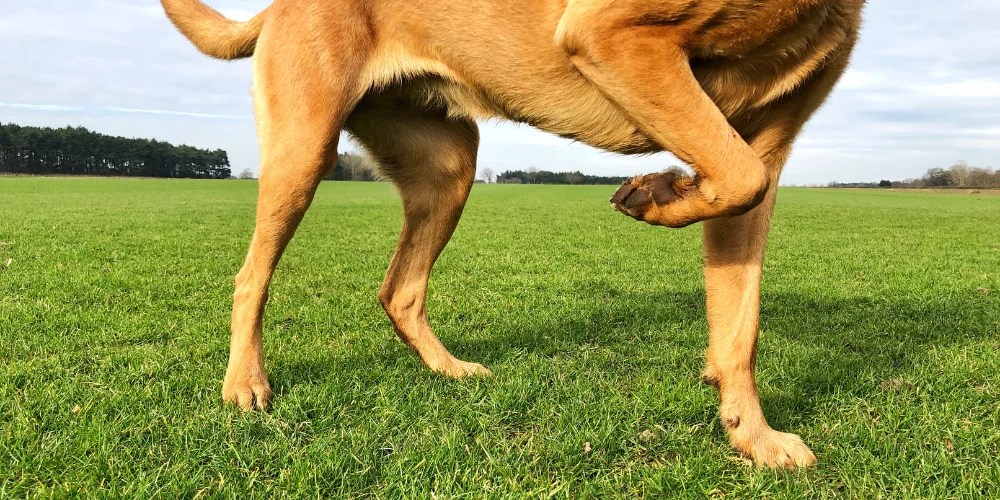 Can Dogs' Legs Fall Asleep? ( Pawsible or Not? )