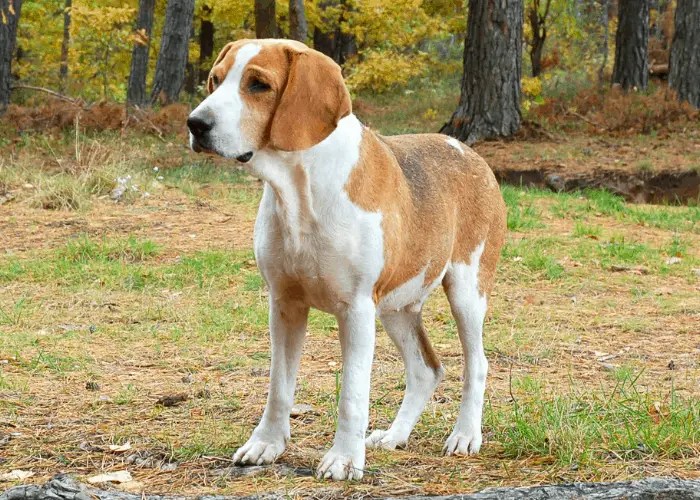 37 Popular German Dog Breeds List ( Alphabetical )
