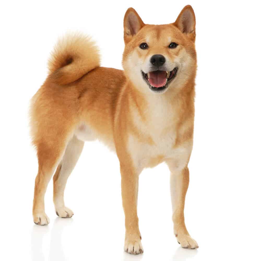 The 13 Japanese Dog Breeds ( Popular Dogs from Japan)