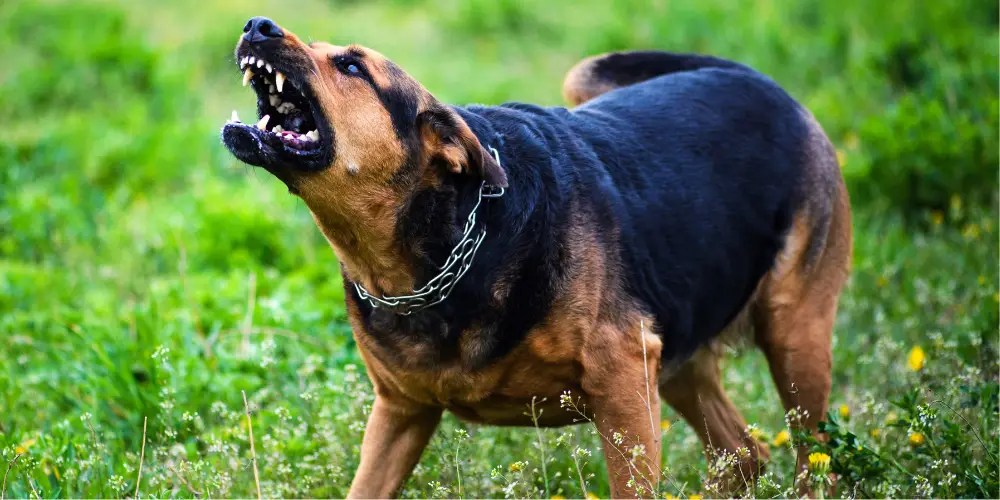 Why Do Dogs Attack Without Warning? Dog Breeds FAQ