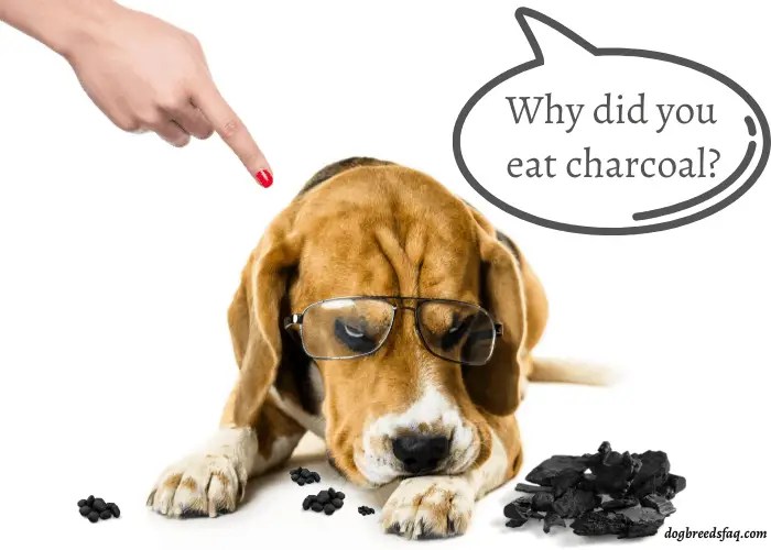 Why Do Dogs Eat Charcoal? ( Is Coal Poisonous to Dogs? )