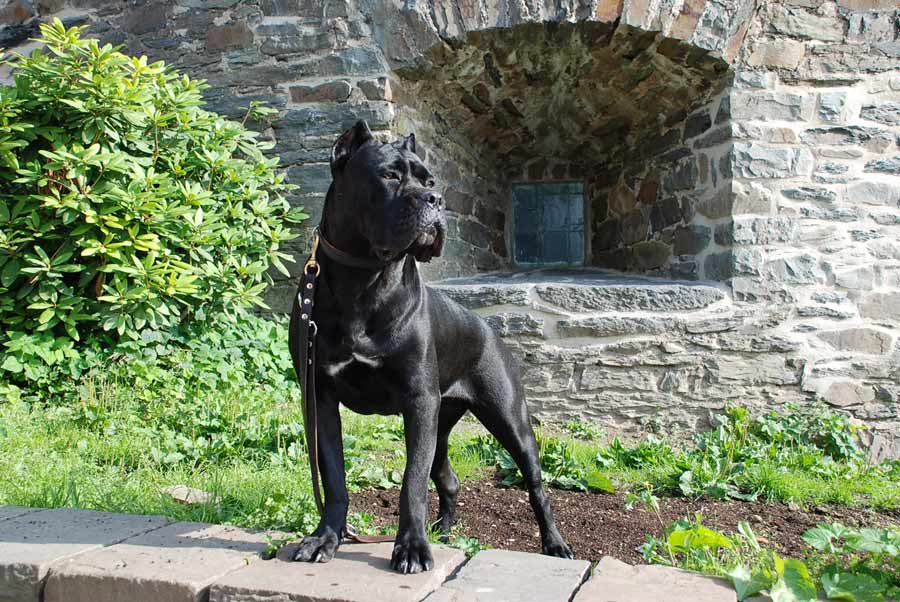 Cane Corso Dog Breed Standards