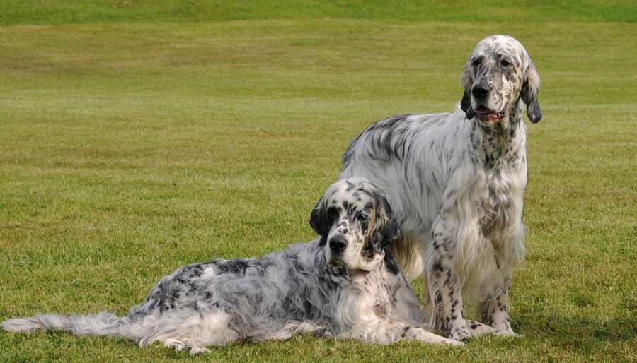 English Setter Dog Breed Standards