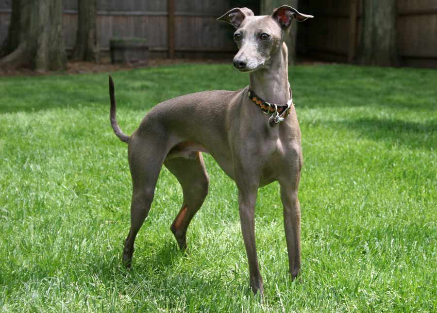 Italian Greyhound Dog Breed Standards