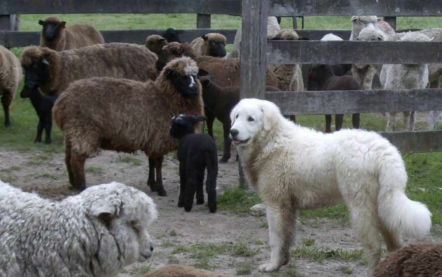 Kuvasz Dog Breed Standards