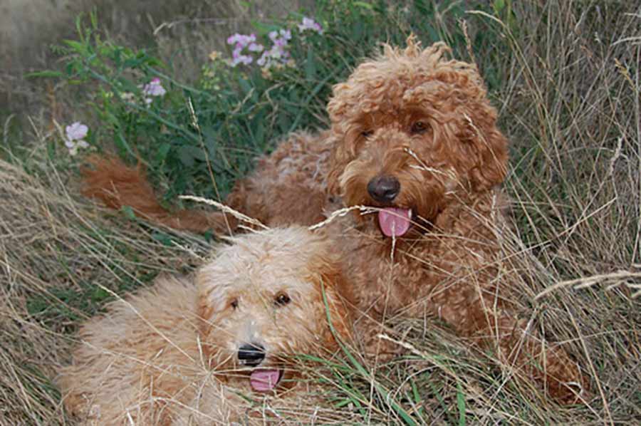 Labradoodle Dog Breed Standards