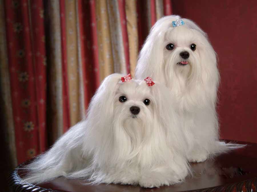 Maltese Dog Breed Standards