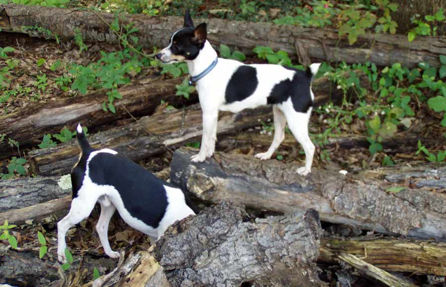 Rat Terrier Dog Breed Standards