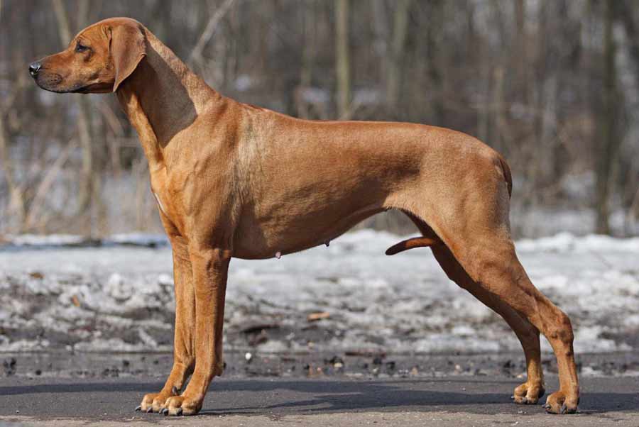 Rhodesian Ridgeback Dog Breed Standards