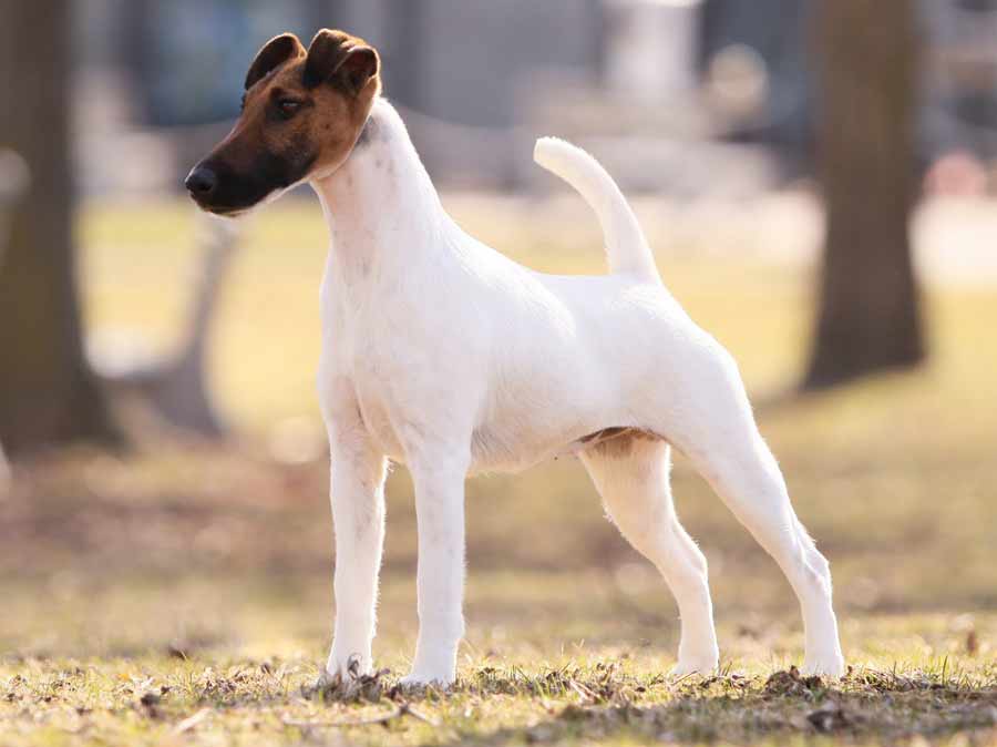 Fox Terrier ( Smooth Fox Terrier ) Dog Breed Standards