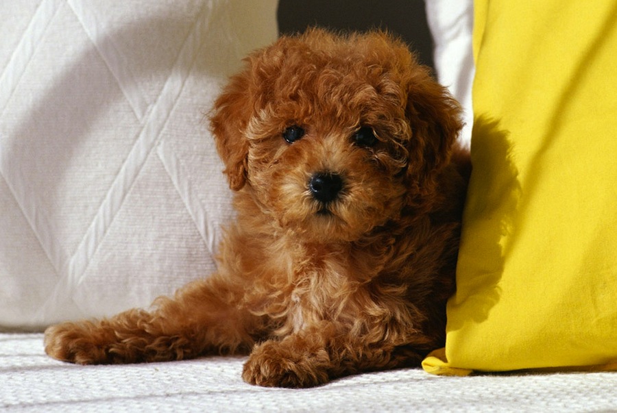 Poodle ( Toy Poodle ) Dog Breed Standards