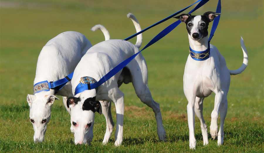 Whippet Dog Breed Standards