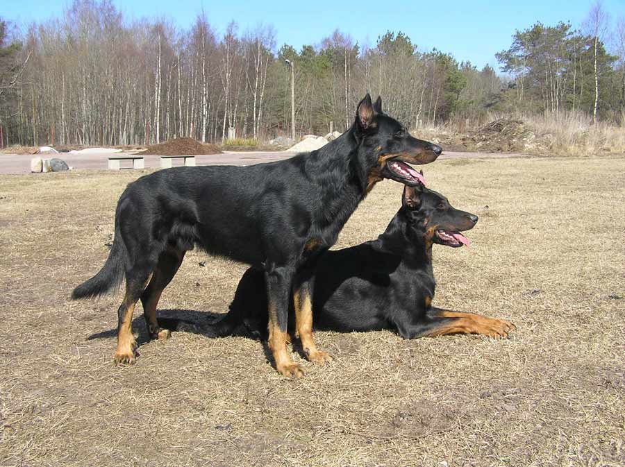 Beauceron Dog Breed Standards
