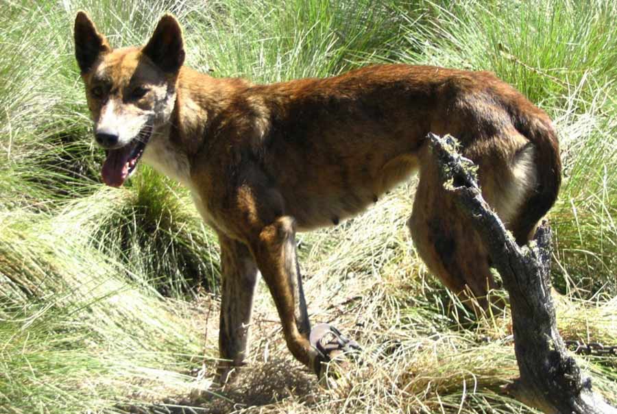 Dingo ( wild dog ) Dog Breed Standards