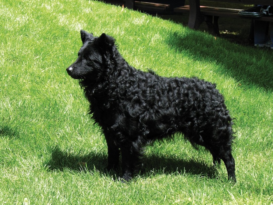 Mudi Dog Breed Standards