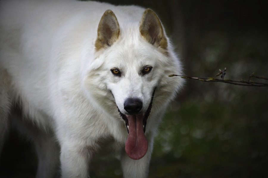 Northern Inuit Dog Dog Breed Standards